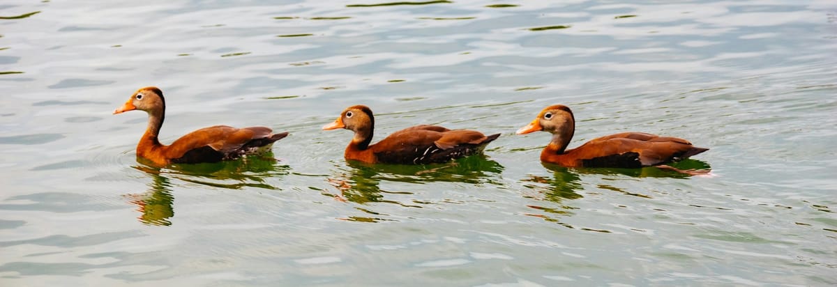 3 preparedness resources for our meeting, 15 November