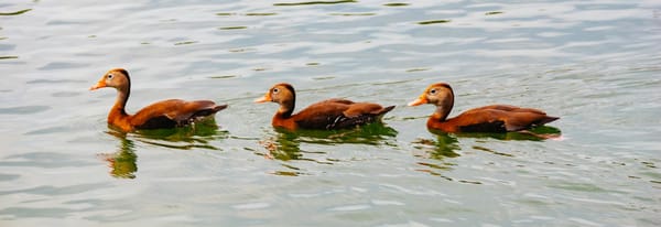 3 preparedness resources for our meeting, 15 November